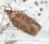 Agonopterix sp.
